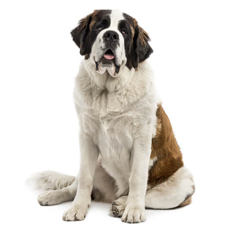 Long haired deals st bernard puppies